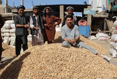 Samanagan almonds have a high yield