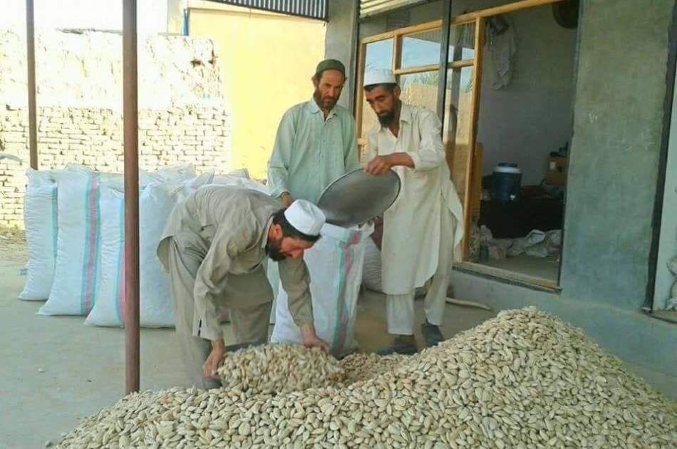 30% increase in almond products in Samangan; One billion income of farmers