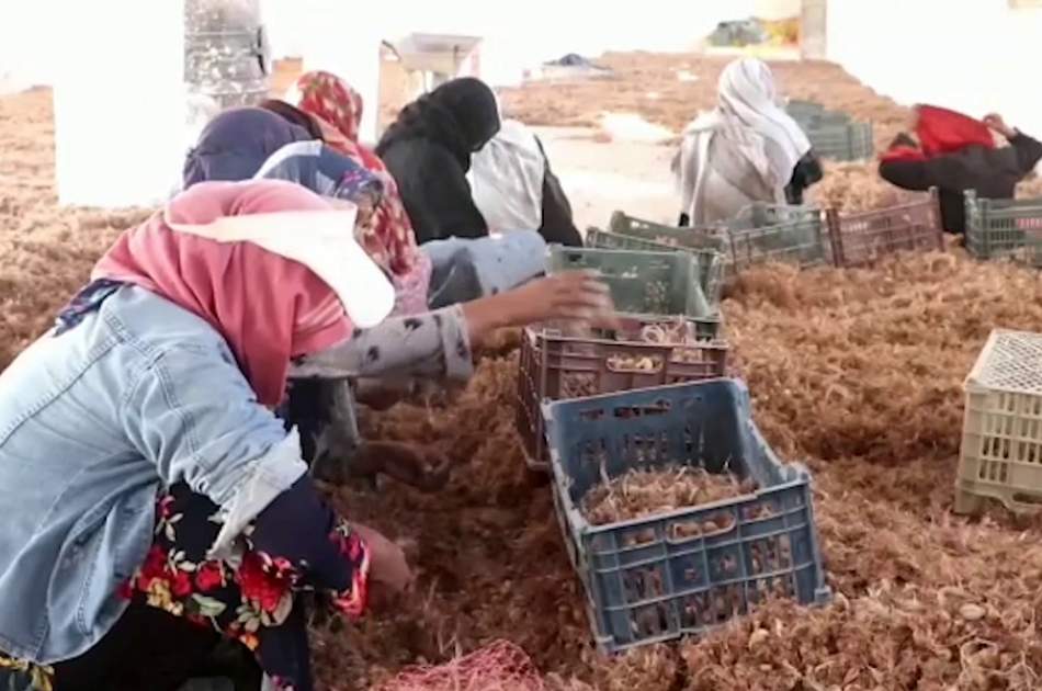 Nearly 200 women employed in Balkh