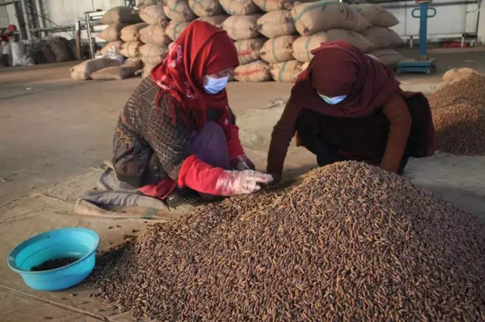 Pine nuts export resumes via air corridor