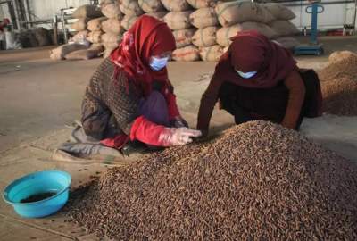 Pine nuts export resumes via air corridor