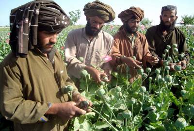 United Nations: Poppy cultivation in Afghanistan has increased by 32%