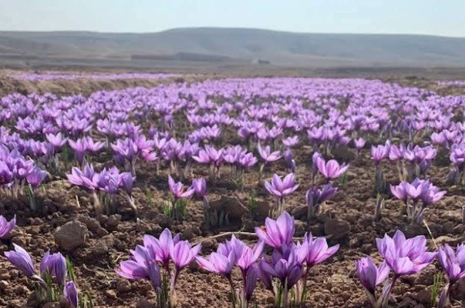 حاصلات زعفران بلخ به ۳۰۰ کیلوگرام می‌رسد