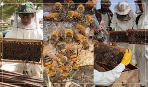 Honey Production Increased in Kandahar This Year