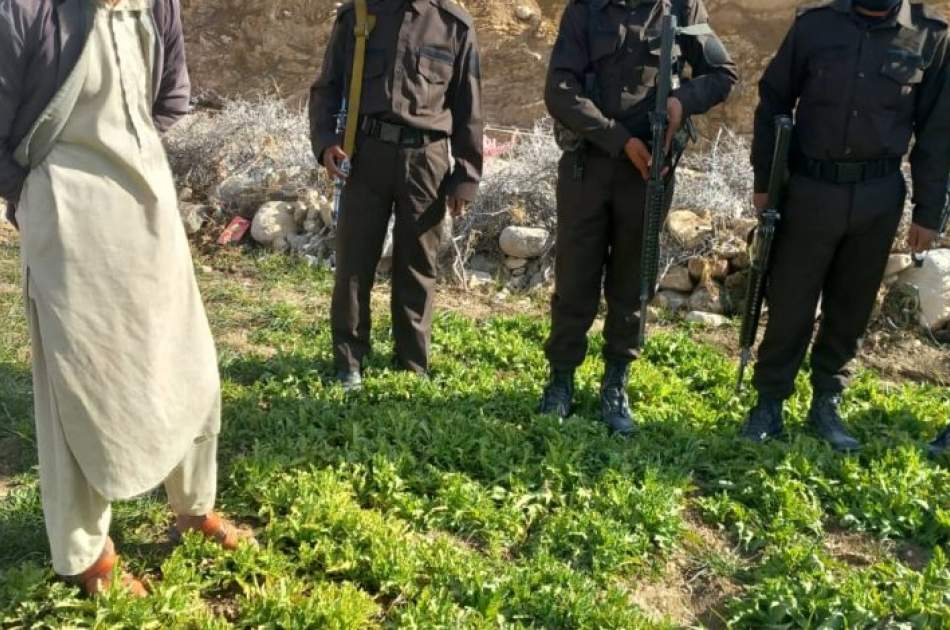 Poppy Farm Eradicated in Farah