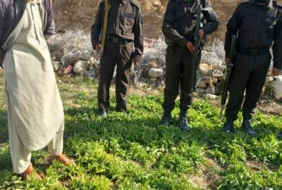 Poppy Farm Eradicated in Farah