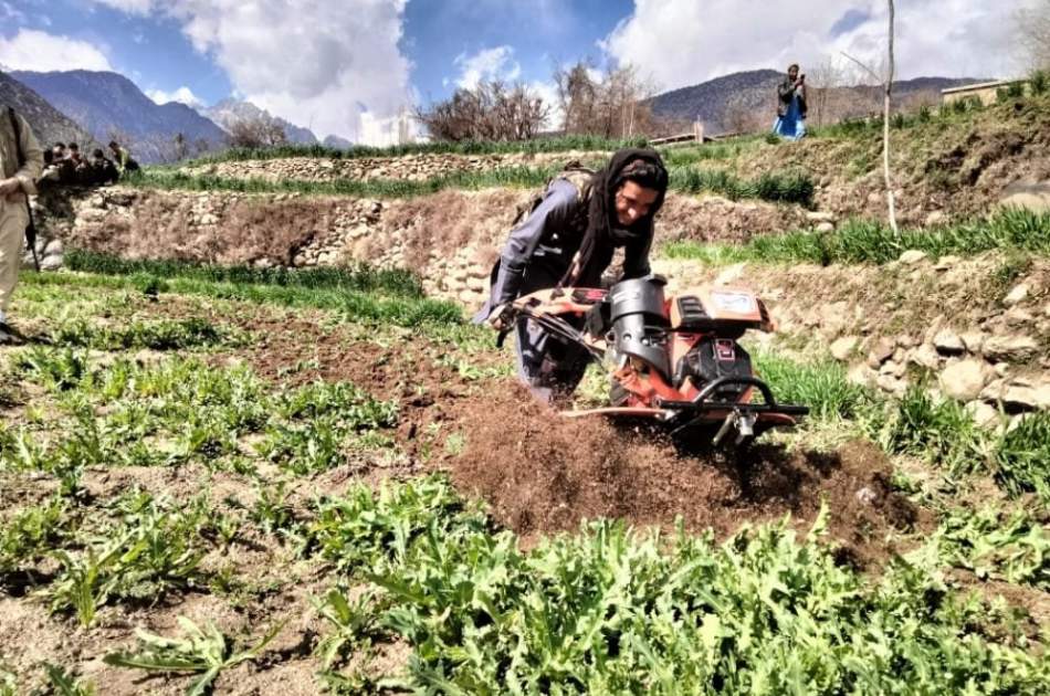 بیست و هشت جریب زمین در ولایت لغمان از کشت کوکنار پاکسازی شد