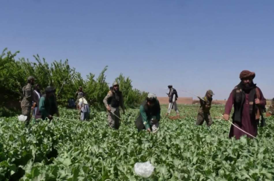 A campaign to destroy poppy fields in Herat