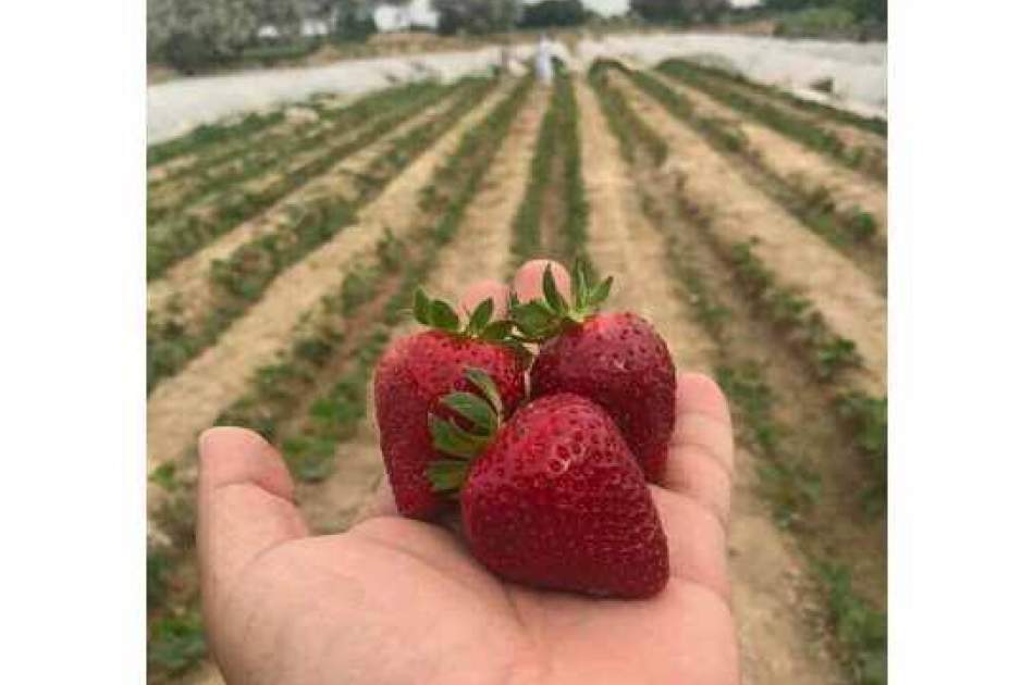 This year, nearly 225 metric tons of Strawberry will be harvested in Balkh