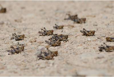 FAO: Devastating Locust Outbreak In Afghanistan’s Wheat Basket