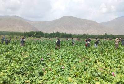 Nearly 2,200 acres of land in 9 provinces of the country have been cleared from poppy cultivation