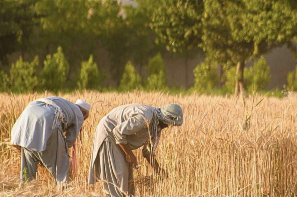 در سال جاری بیش از ۵۸۰ هزار متریک تن گندم در قندوز برداشت خواهد شد