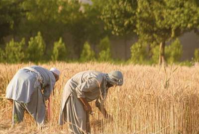 در سال جاری بیش از ۵۸۰ هزار متریک تن گندم در قندوز برداشت خواهد شد