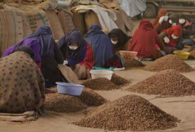 Afghanistan has Exported 2,000 tons of Pine Nuts in Past 5 Months