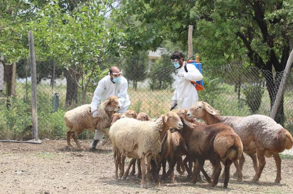 کمپاین مبارزه با بیماری کانگو در کابل آغاز شد