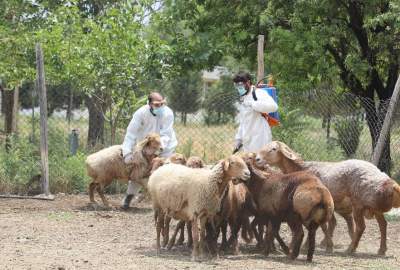 کمپاین مبارزه با بیماری کانگو در کابل آغاز شد