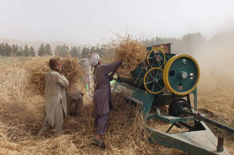 په بغلان کې د غنمو په حاصلاتو کې لس سلنه زیاتوالی راغلی