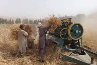 په بغلان کې د غنمو په حاصلاتو کې لس سلنه زیاتوالی راغلی