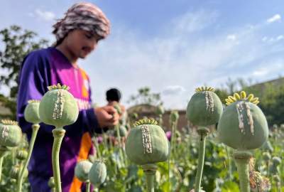 IEA: Regional Countries Using drug concerns to ‘pressurize’ Afghanistan