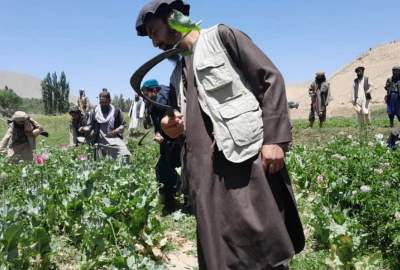 Clearing 40 thousand acres of land from poppy cultivation in Badakhshan