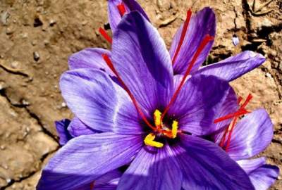 Saffron Development Project in Herat Cost $1.2m