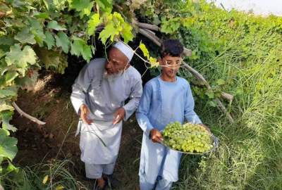 په بلخ ولایت کې د انګورو په حاصلاتو کې ۸۰ سلنه کموالی راغلی