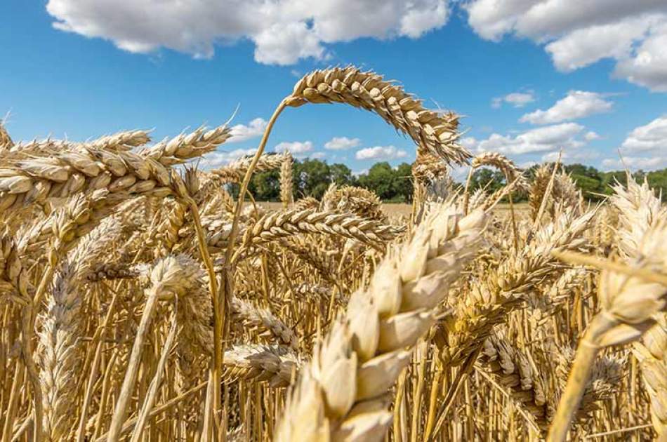 Kazakhstan to double wheat supplies to Afghanistan