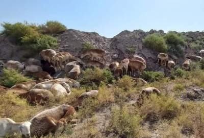 دو نفر در ولایت بلخ به جرم قاچاق گوسفند به تاجیکستان بازداشت شدند