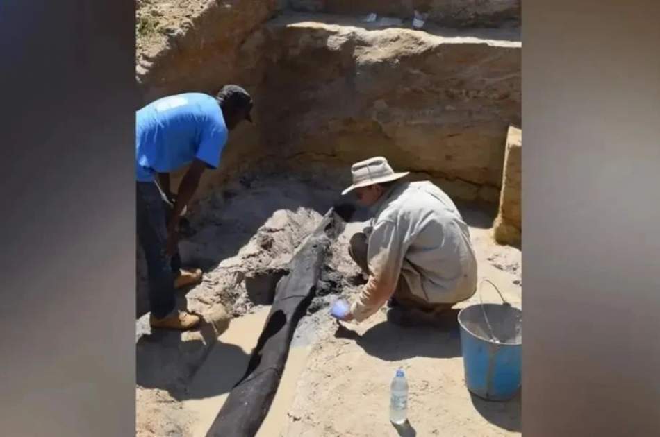 The discovery of the oldest wooden structure, half a million years old