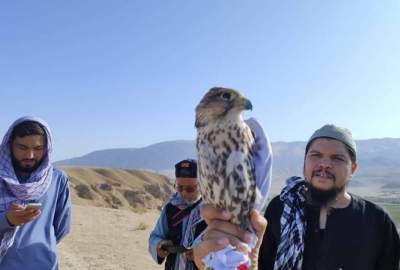 Decisive implementation of the decree banning the hunting and smuggling of rare birds in Balkh