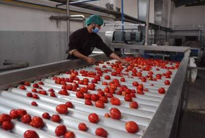 First tomato paste plant in operation