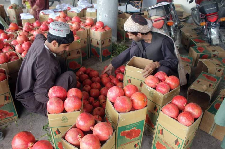 آغاز صادرات انار قندهار به خارج کشور