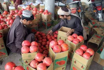 آغاز صادرات انار قندهار به خارج کشور