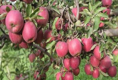 په فارياب کې د مڼو په حاصلاتو کې دوه برابره زياتوالى راغلى دى