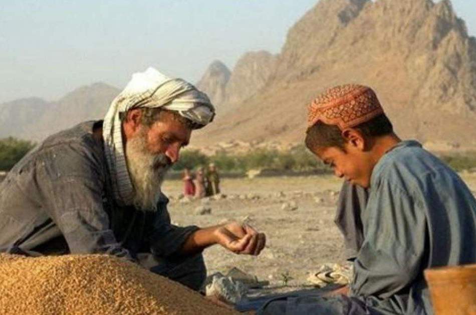 ملګري ملتونه ۴.۲ میلیونه بزګرانو ته د غنمو تخم او کرنیزې سرې وېشي