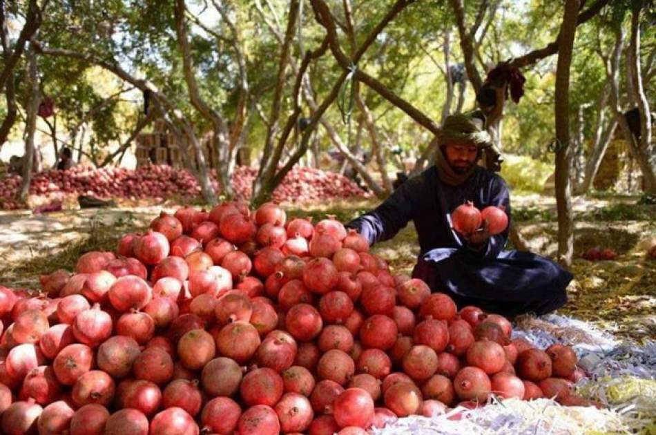 در سال جاری 118 هزار تن میوه از ولایت کندهار به خارج صادر شده است