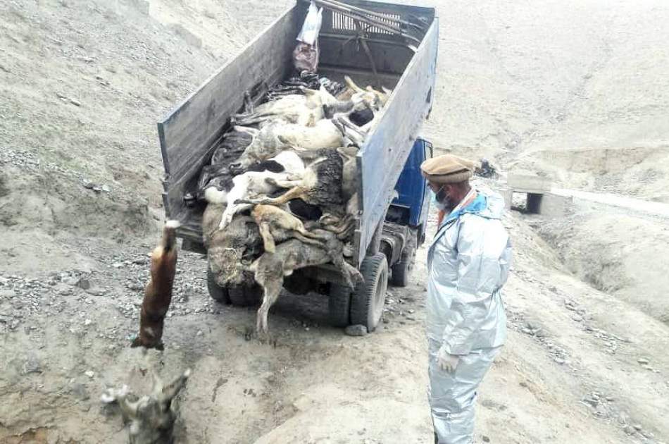 پس از ثبت بیش از ۲۰۰ واقعه سگ گزیدگی در بدخشان، کمپاین جمع آوری سگ های ولگرد روی دست گرفته شد