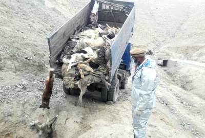 پس از ثبت بیش از ۲۰۰ واقعه سگ گزیدگی در بدخشان، کمپاین جمع آوری سگ های ولگرد روی دست گرفته شد