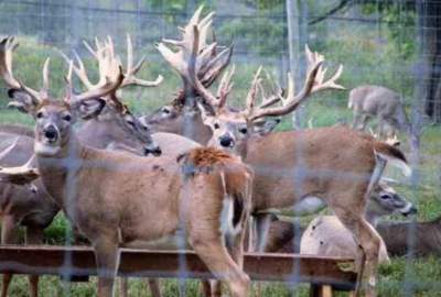 Establishing a deer breeding farm in Takhar province