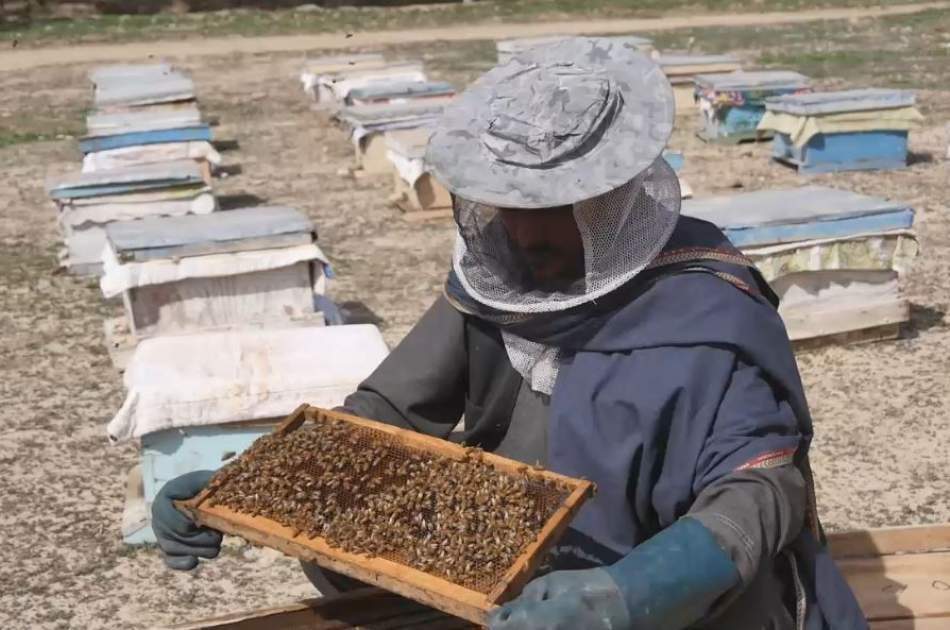 په پنجشېر کې سږ کال شاوخوا درې زره کیلوګرامه شات تولید شوي دي