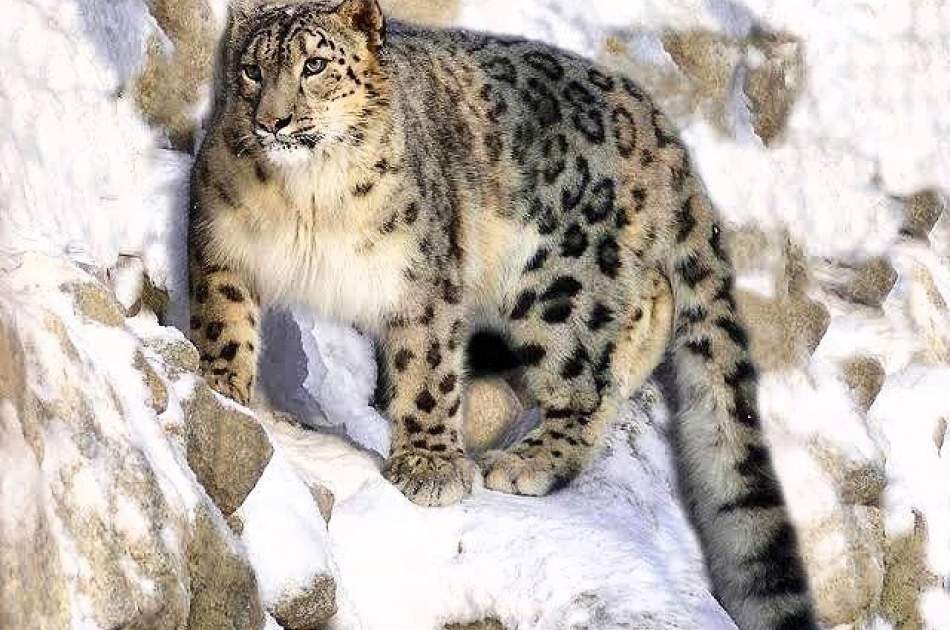 A snow leopard attack on a livestock shelter in Badakhshan