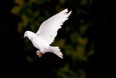 India releases pigeon accused of spying for China after 8 months