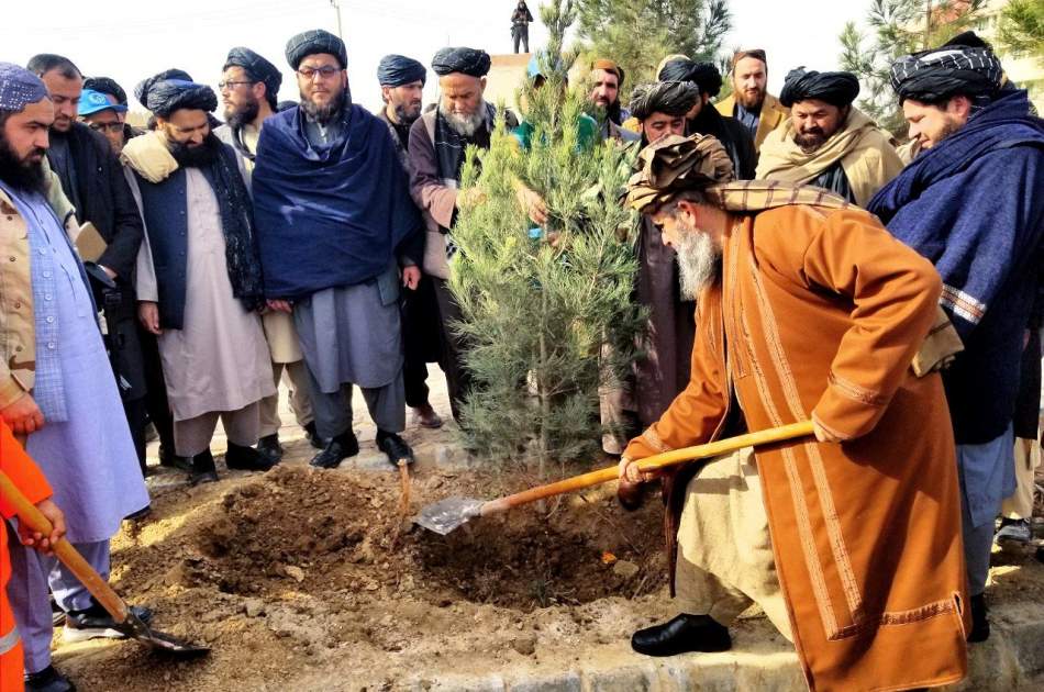 آغاز کمپاین ملی نهال شانی در ولایت بلخ/ بیش از 150 هزار نهال در سال آینده در بلخ غرس خواهد شد