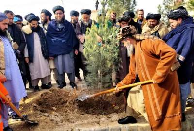 آغاز کمپاین ملی نهال شانی در ولایت بلخ/ بیش از 150 هزار نهال در سال آینده در بلخ غرس خواهد شد