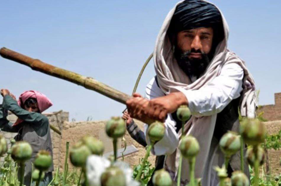 سازمان ملل از کاهش ۹۵ درصدی کشت موادمخدر در افغانستان خبر داد