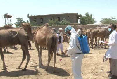 آغاز کمپاین دواپاشی مکان‌های فروش مواشی در جوزجان