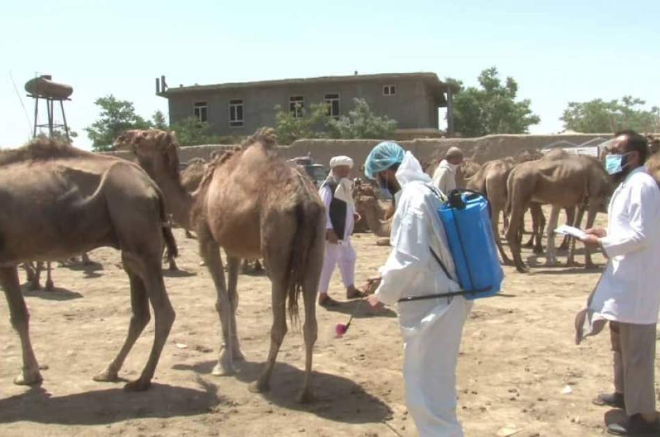 په جوزجان کې د څارويو د خرڅلاو پر ځايونو د دوا پاشي کمپاين پيل شو