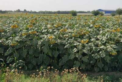 افزایش 50 درصدی کشت گل آفتاب پرست در ولایت بلخ