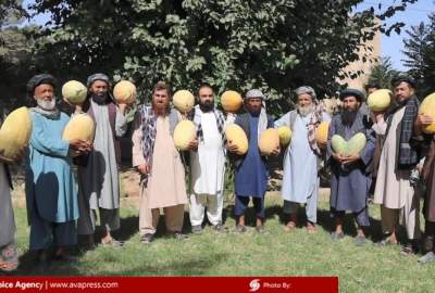 برگزاری برنامه فرهنگی «خربوزه دیار جوزجانان» به مناسبت فصل برداشت خربوزه