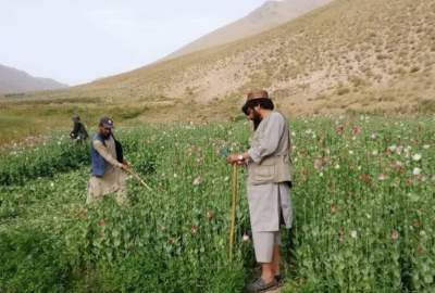 Conducting more than 300 anti-narcotics operations in the last three years in Bamyan